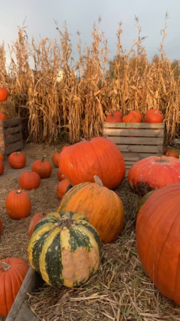 Reaping the Rewards of Growth: The Pumpkin's Message to Us All