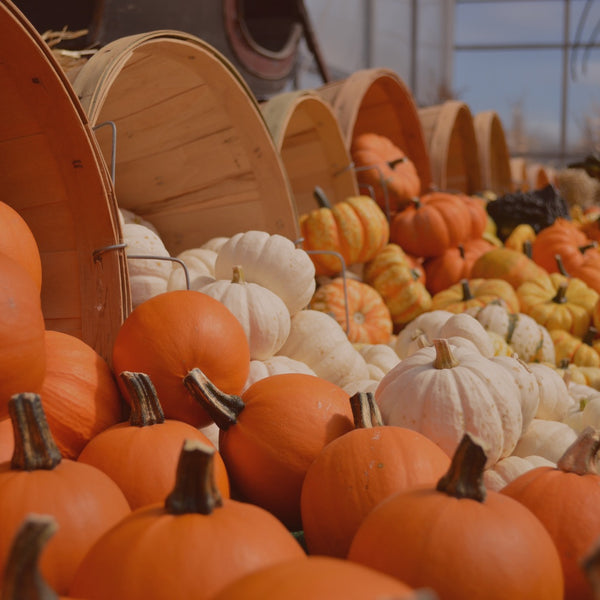 Kicking Off Your Week with the Spirit of Fall: Pumpkins, Progress, and New Possibilities